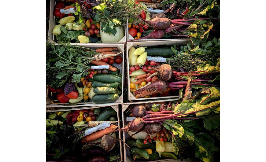 Így telt az augusztus a MyFarm kertek táján