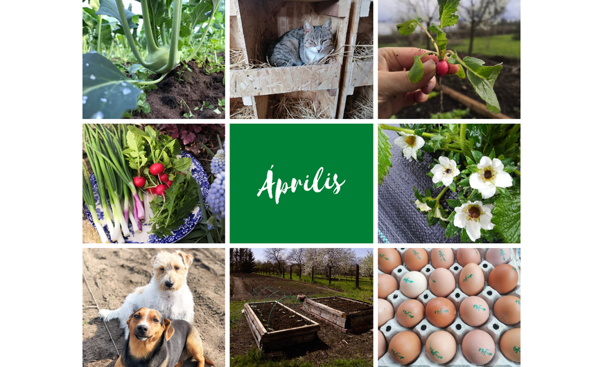 Így telt az április a MyFarm kertek táján