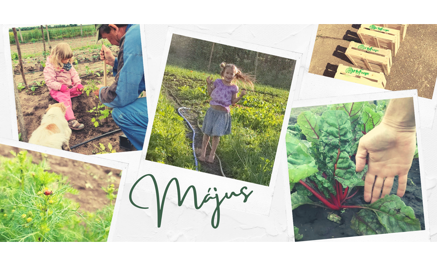 Így telt a május a MyFarm kertek táján