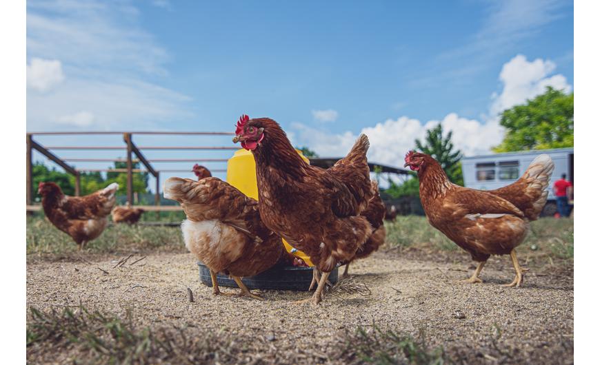 Így telt a március a MyFarm kertek táján